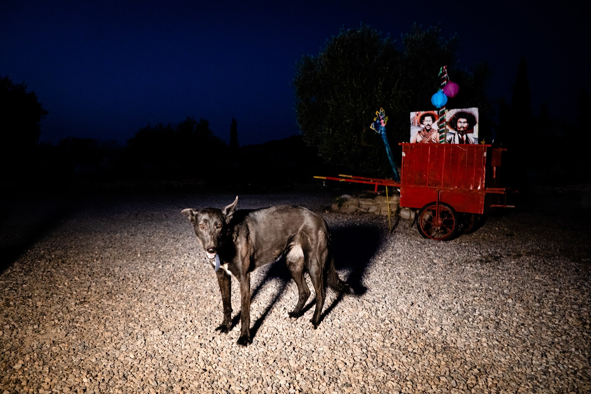 Fotografía de TORO, fotógrafos en Murcia