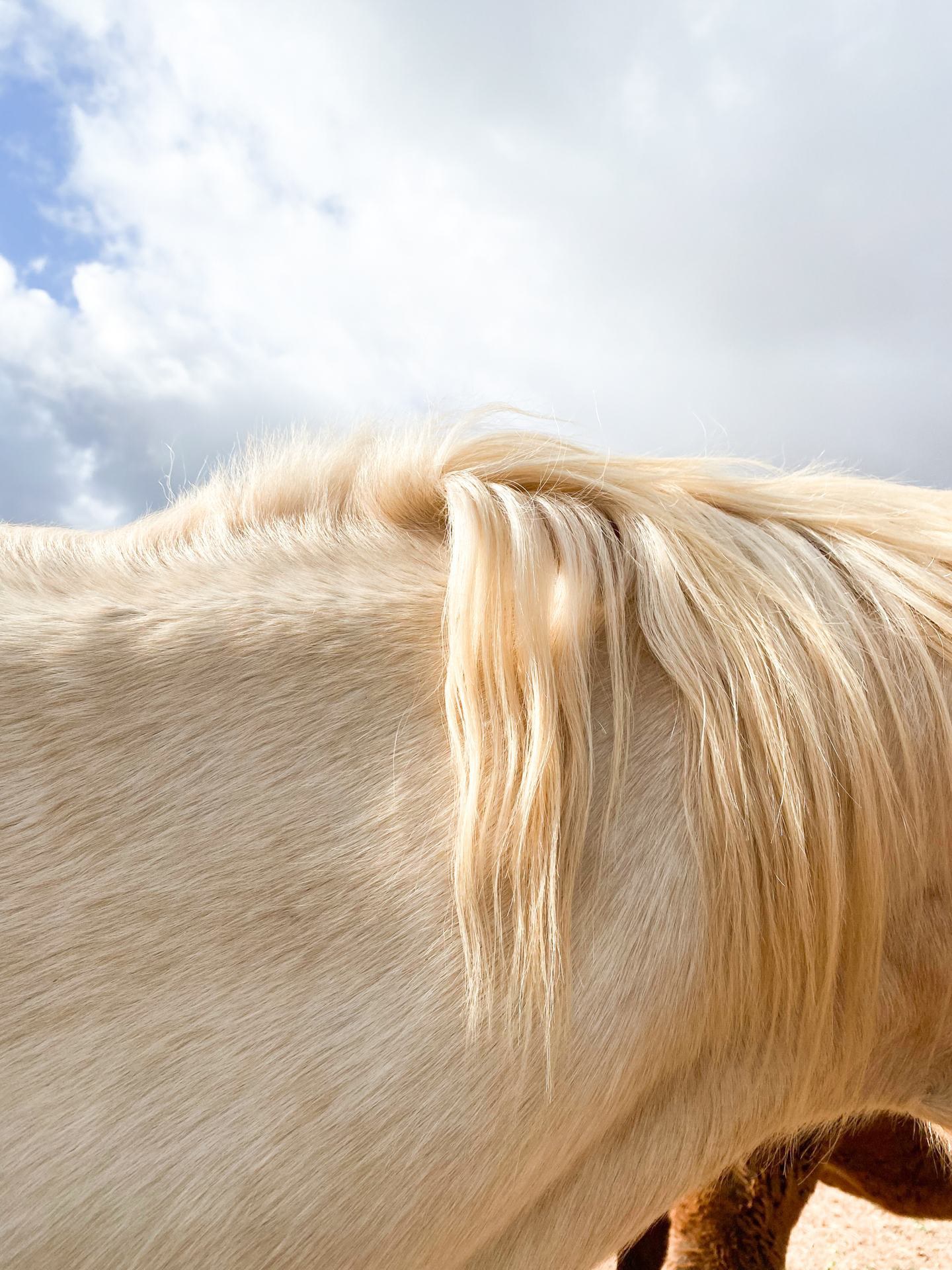 Caballo